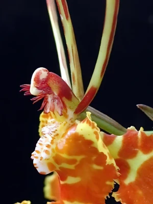 Bild von Psychopsis versteegiana 5